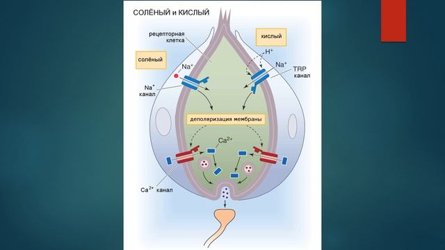 Механизм возникновения вкусовых ощущений смотреть онлайн