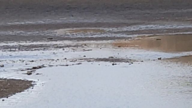 Небольшая стайка Крохалей (лат. Mergus merganser) охотиться с глубины за рыбкой. смотреть онлайн