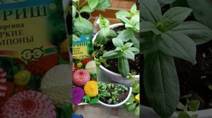 Циния карликовая?