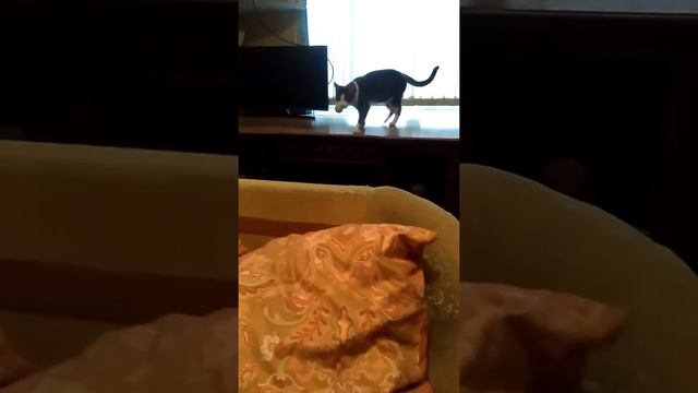 Кошка приносит мячик! Люсиня приносит звенелку!!! Кошка как собака! смотреть онлайн