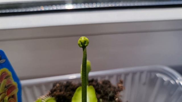 Венерина мухоловка. Хищное растение Дионея. Цветение и кормление Венериной мухоловки смотреть онлайн