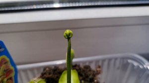 Венерина мухоловка. Хищное растение Дионея. Цветение и кормление Венериной мухоловки