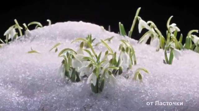 Сергей Палаускас- Загуляет в марте кот / монтаж Ласточки/ смотреть онлайн