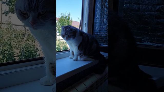 кот охранник смотреть онлайн