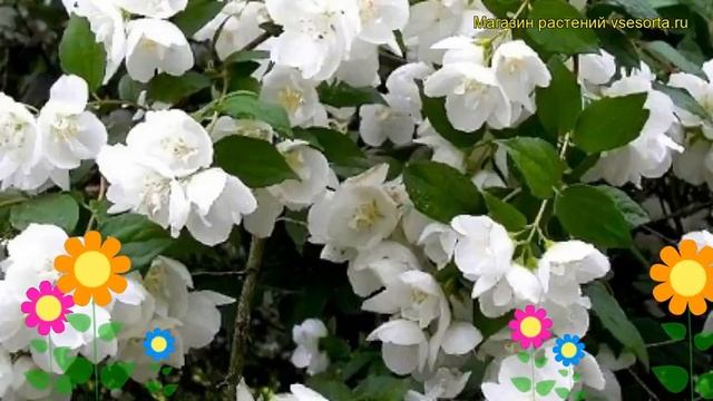Чубушник венечный Жирандоль. Краткий обзор, описание характеристик philadelphus coronarius Girandol смотреть онлайн