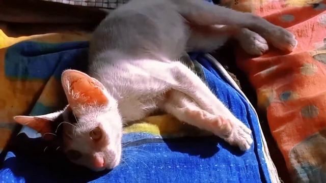 Little kids are fighting among themselves because of Cat enjoy the video смотреть онлайн