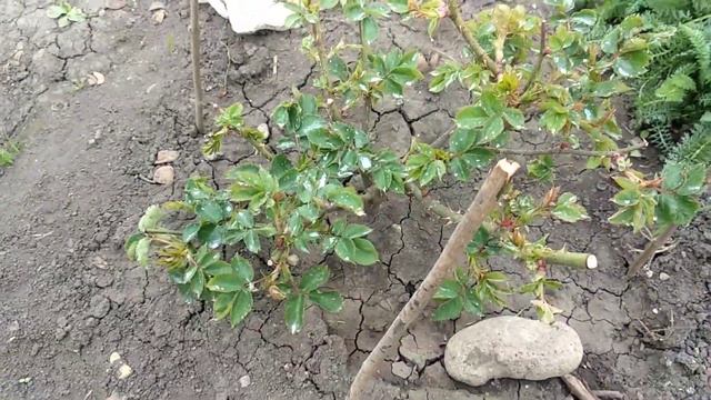 Чем подкормить розы весной. Три группы роз питаются отдельно. смотреть онлайн