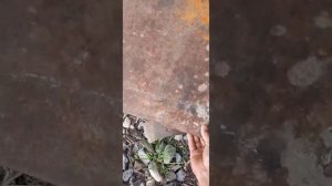 Обрабатываем гнилые бревна