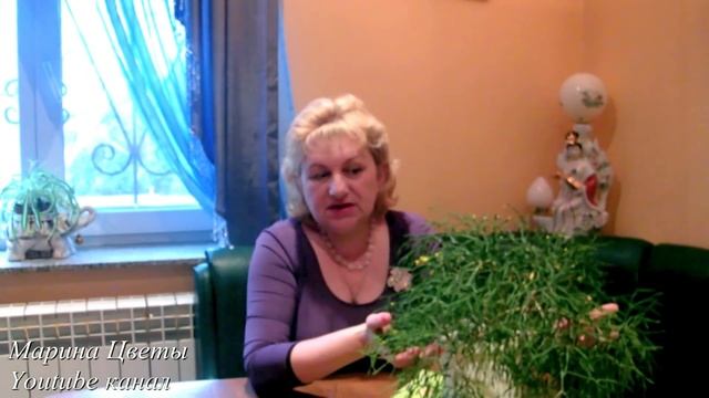 Хатиора -  сукулент, комнатные цветы. Выращивание, уход, размножение