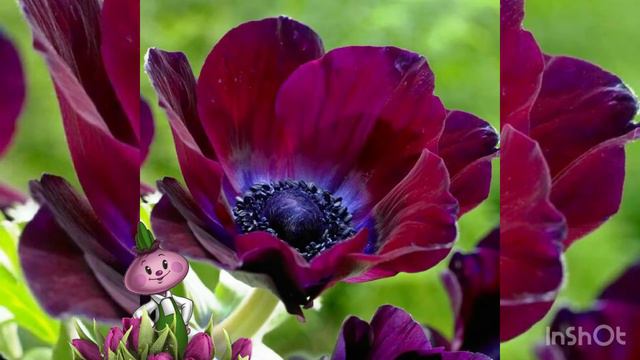 Анемоны Chipollino flowers смотреть онлайн