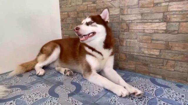 HOW TO Make Your HUSKY Go To SLEEP