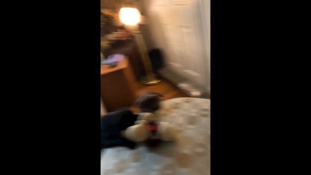 Puppy bowl right here in our rescue Git Up смотреть онлайн