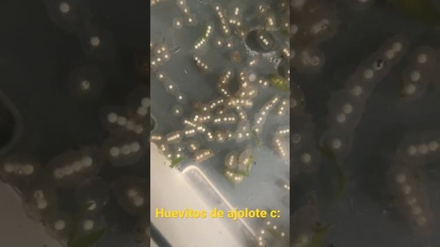 Huevos de Axolotl Albino! смотреть онлайн