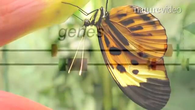 Supergene controls butterfly mimicry смотреть онлайн