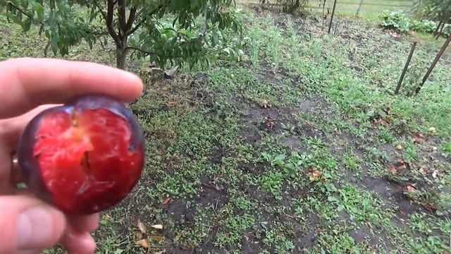 Диплоїдна слива Бербанк Гігант смотреть онлайн