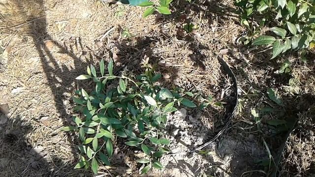 ПИТАНИЕ ГОЛУБИКИ: МОЯ ТЕХНОЛОГИЯ ПОДКОРМКИ + 2 МОИХ СЕЗОННЫХ СУПЕРКОКТЕЙЛЯ ДЛЯ ГОЛУБИКИ смотреть онлайн