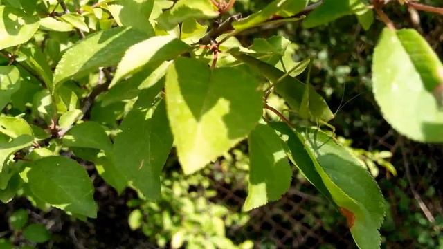 тест камеры 2 zte v987 смотреть онлайн