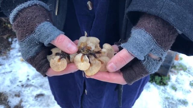 Foraging Mushrooms: Velvet Shank (Flammulina velutipes) смотреть онлайн
