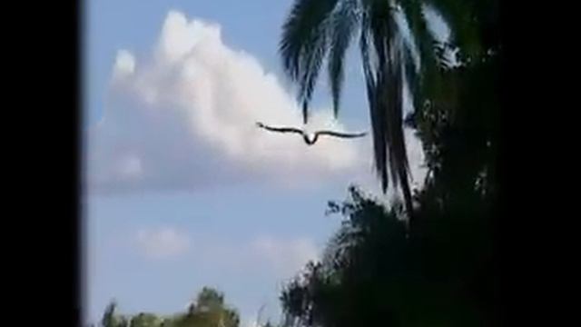 Типпи(Tippi) смотреть онлайн