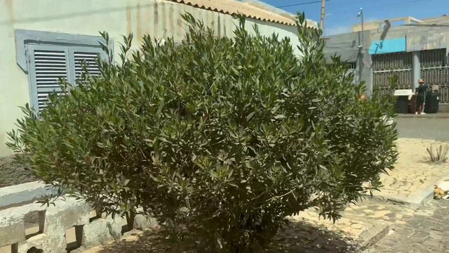 Things to do Sal cape Verd. Sal Kaap Verdië. Islandtour Sharkbay, Salinas, Blue Eye & Natural poo смотреть онлайн