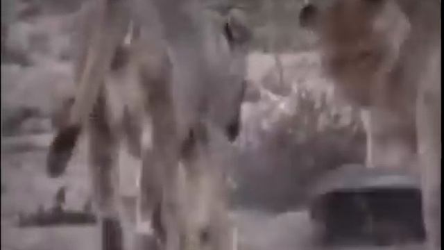 Медоеды против львов. honey badger vs Lions. смотреть онлайн