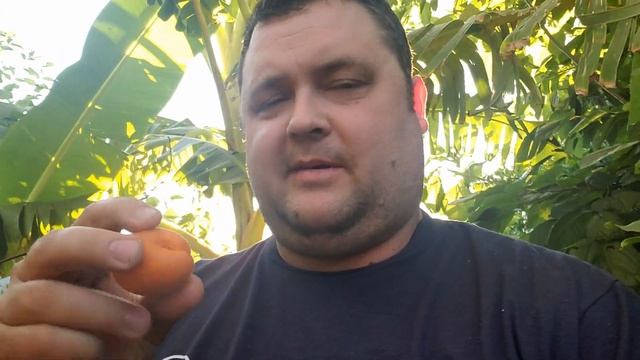 2021 Aprium harvest Cot N Candy and Flavor Delight - STV Arizona смотреть онлайн