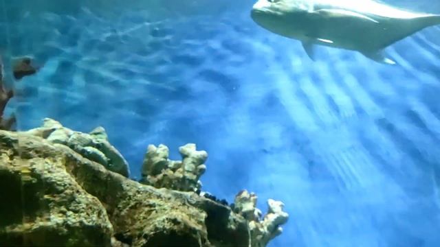 океанариум в Санкт-Петербурге 25.04.2023 смотреть онлайн