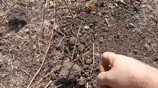 Без Царских монет домой не поехали. Отличный коп и отличные находки. смотреть онлайн