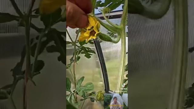 Как я выращиваю арбузы #Shorts смотреть онлайн