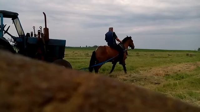 Сенокос 2017 смотреть онлайн