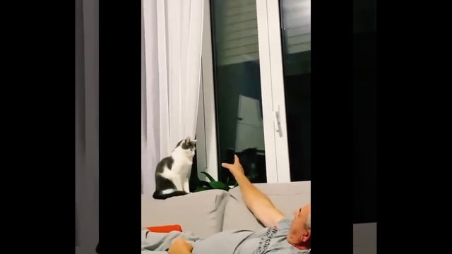Самые милые котики показывают свою настоящую натуру! смотреть онлайн