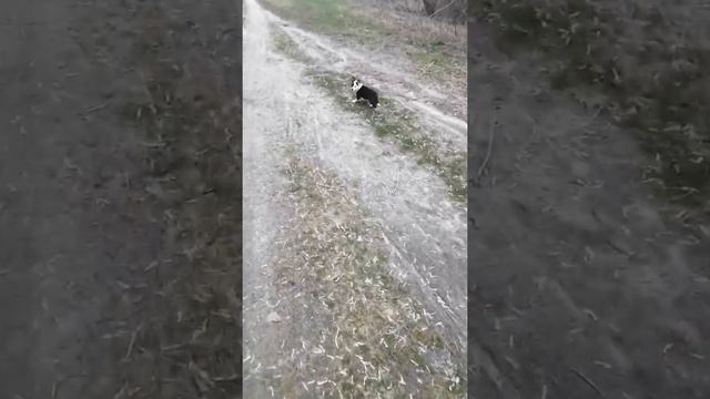 метис амстафф и метис лайки смотреть онлайн