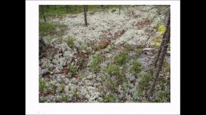 Лишайники.Биология 5 класс.