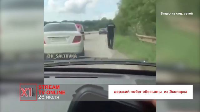 Дерзкий побег обезьяны из Экопарка смотреть онлайн