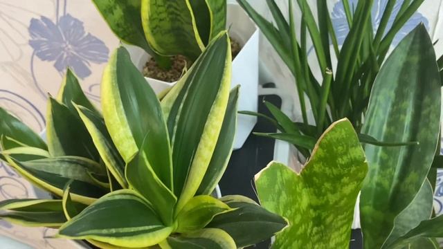 Щучьи Хвосты или Мои Сансевиерии ?♂️?#41 смотреть онлайн