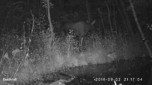 Лосиха Висимский заповедник  02 09 16, продолжение 2 1