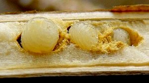 Забытая насадка для зимней рыбалки.