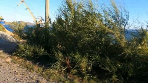 Бухтарминское водохранилище. База отдыха Зиновьевка Бухтарма. Дорога Усть-Каменогорск - Алтай. 4K