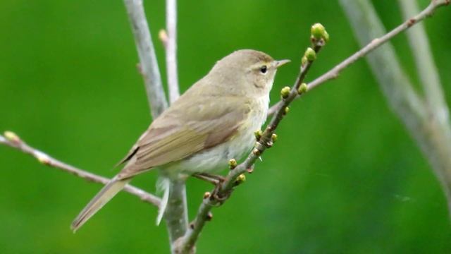 793. Budníček menší, Common Chiffchaff, Zilpzalp, Пеночка-теньковка, Pierwiosnek смотреть онлайн