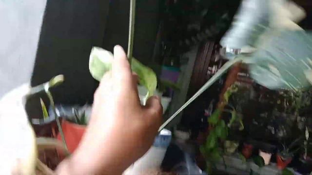 Indoor Plant Collections Updates After Almost Two Weeks Of No Watering || Mommy Lhyn's Garden