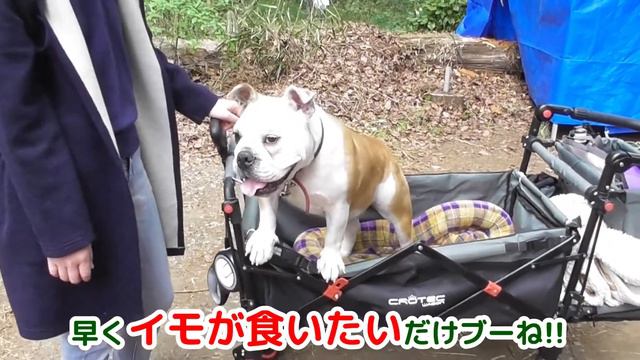 ブルドッグ ブチコ太夫が行く　「埼玉県秩父市 羊山公園 芝桜」パート2 смотреть онлайн