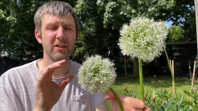 Allium Mont Blanc