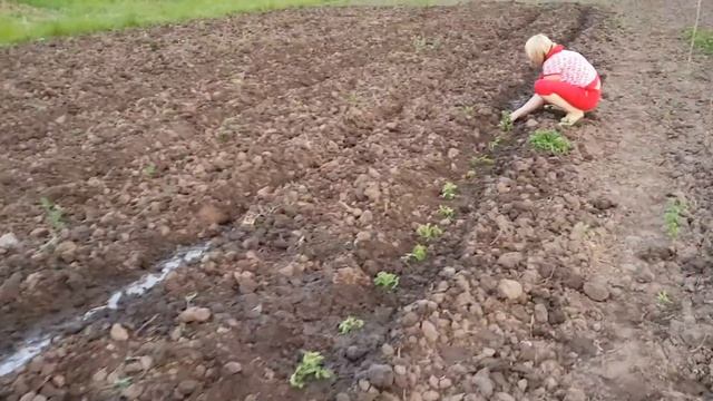 Вырастить помидоры? Легко! Сколько можно заработать на помидорах. смотреть онлайн