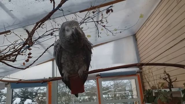 Когда ничинают разговаривать Жако и все ли Жако говорят?