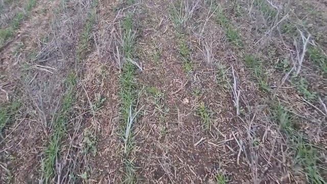 Оз. пшеница. Состояние посевов на 22.12.2022. No - till смотреть онлайн