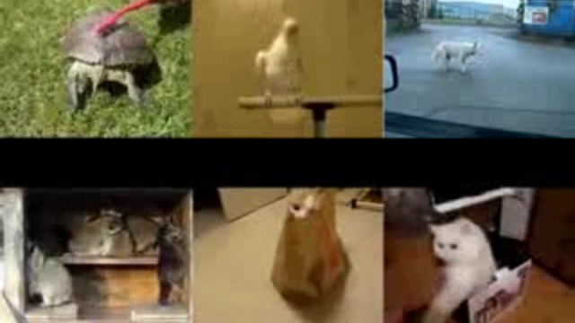 Зверский сатисфэкшн смотреть онлайн