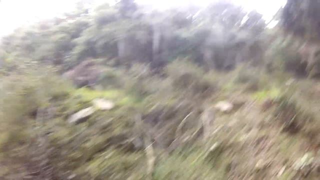 Chasse à la bécasse en Corse avec Arko setter anglais, compilation смотреть онлайн
