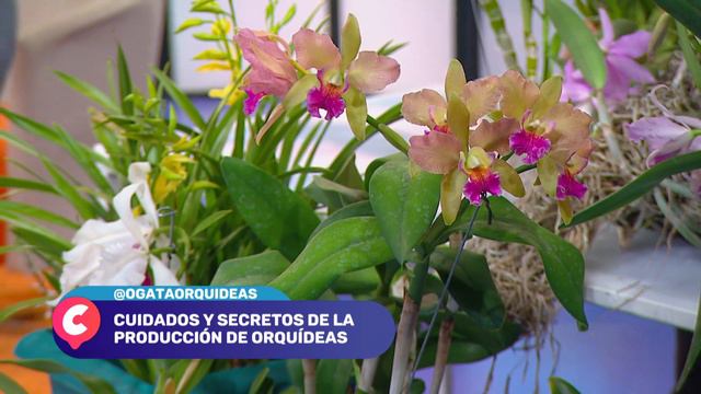 ENTREVISTA TODOS ESTAMOS CONECTADOS OGATA ORQUIDEAS PARTE 01/02 смотреть онлайн