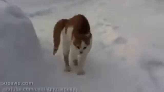 Бешеный Кот! СМОТРЕТЬ ВСЕМ! смотреть онлайн