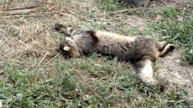 полуденный сон